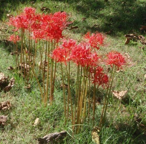 5 Large Red Spider Lily Bulbs - Seed World