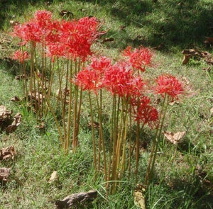5 Large Red Spider Lily Bulbs - Seed World
