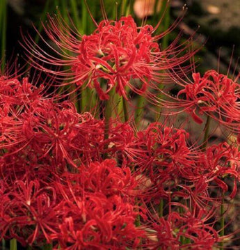 5 Large Red Spider Lily Bulbs - Seed World