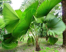 5 Licuala Seeds - Cordate Palm Tree - Seed World