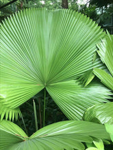 5 Licuala Seeds - Cordate Palm Tree - Seed World