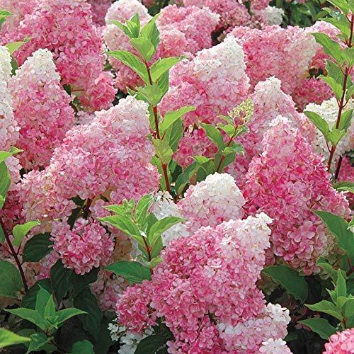 5 Light Strawberry Hydrangea Seeds - Seed World