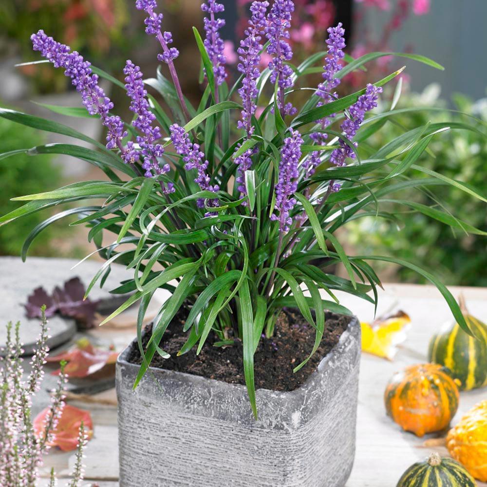 5 Lilyturf - Big Blue Lily Turf Seeds - Seed World