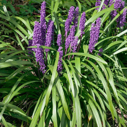 5 Lilyturf - Big Blue Lily Turf Seeds - Seed World