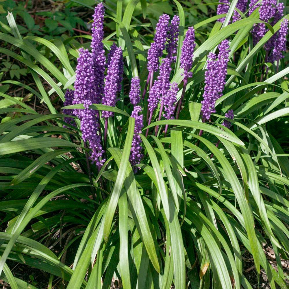 5 Lilyturf - Big Blue Lily Turf Seeds - Seed World