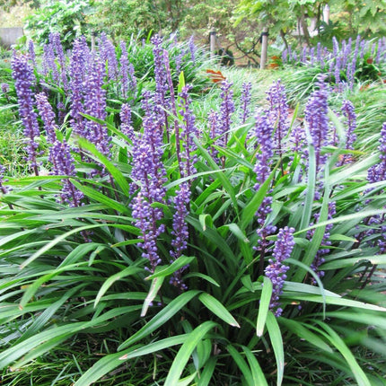 5 Lilyturf - Big Blue Lily Turf Seeds - Seed World
