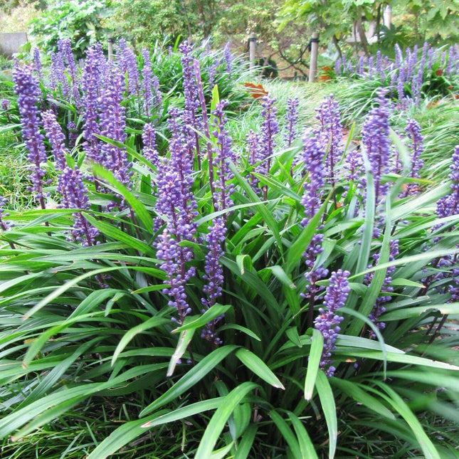 5 Lilyturf - Big Blue Lily Turf Seeds - Seed World