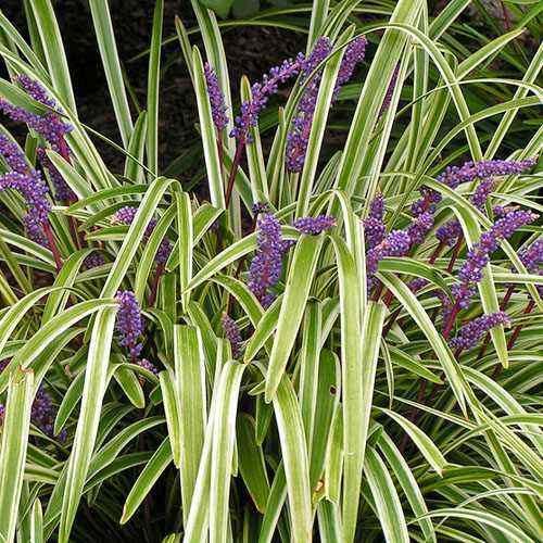 5 Lilyturf - Big Blue Lily Turf Seeds - Seed World