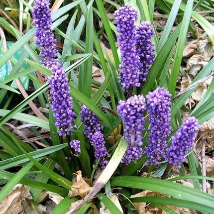 5 Lilyturf - Big Blue Lily Turf Seeds - Seed World