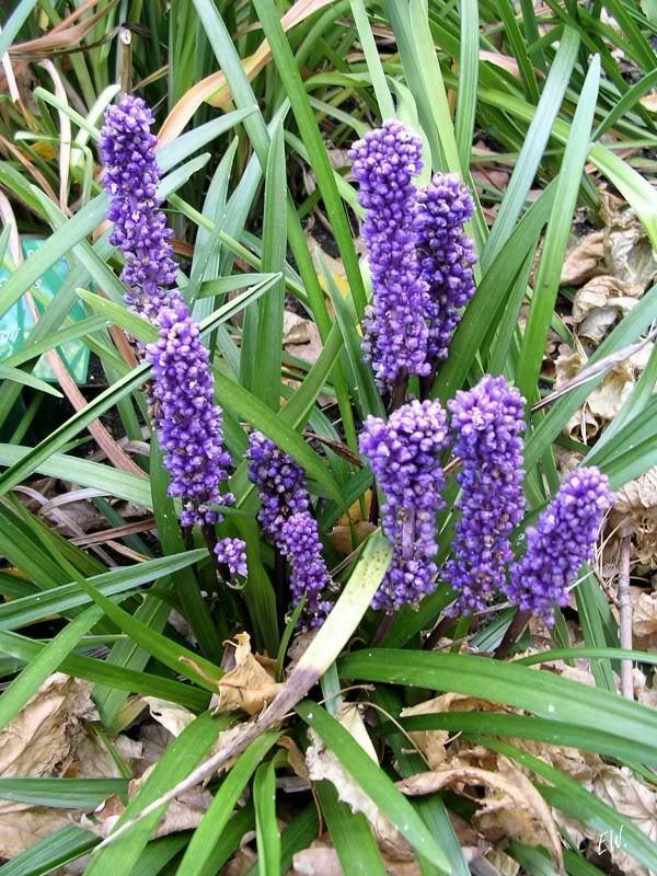 5 Lilyturf - Big Blue Lily Turf Seeds - Seed World