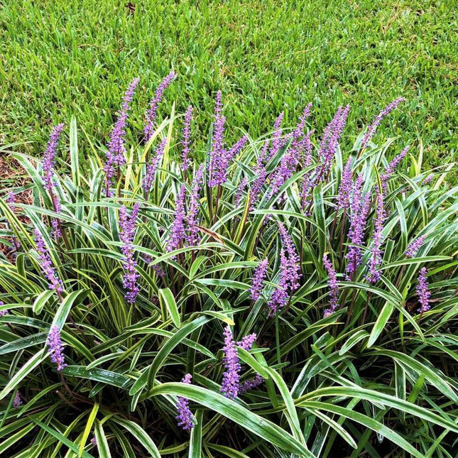 5 Lilyturf - Big Blue Lily Turf Seeds - Seed World