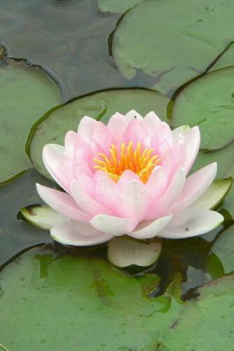 5 Lotus Flower Seeds - Seed World