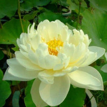 5 Lotus Flower Seeds - Seed World