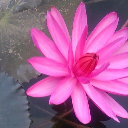 5 Lotus Flower Seeds – Rare Aquatic Perennials - Seed World