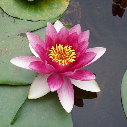 5 Lotus Flower Seeds – Rare Aquatic Perennials - Seed World