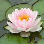 Soft Pink Lotus Seeds