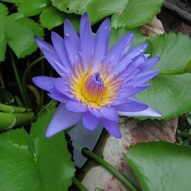 5 Lotus Seeds - Seed World