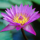 Pink Lotus seeds