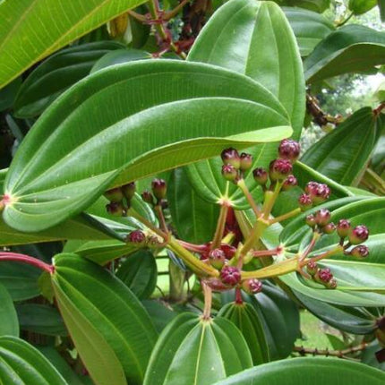 5 Meriania Nobilis Seeds - Seed World