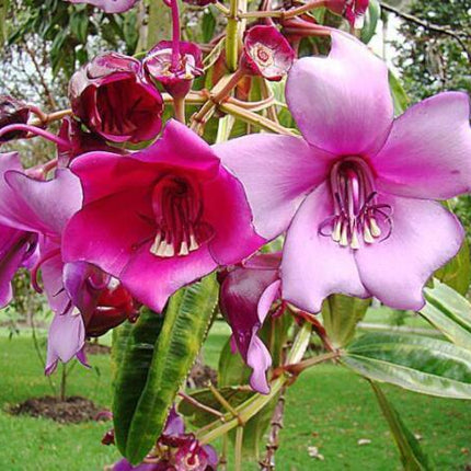 5 Meriania Nobilis Seeds - Seed World