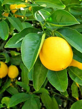 5 Meyer Lemon Seeds - Seed World