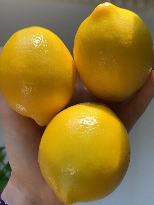 5 Meyer Lemon Seeds - Seed World
