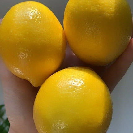 Three lemons held in a hand against a neutral background
