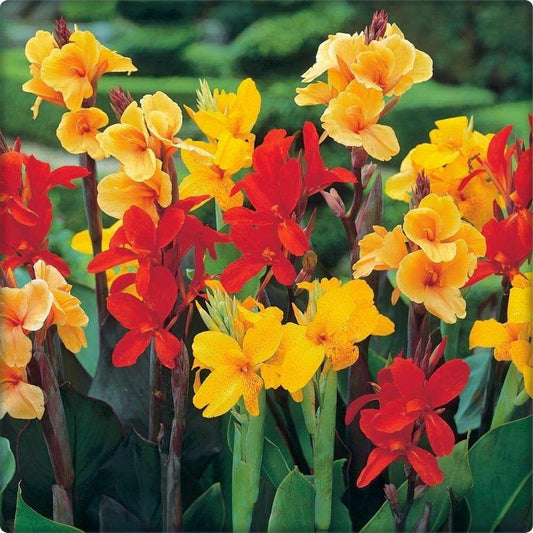 5 Mixed Canna Lily Seeds - Seed World
