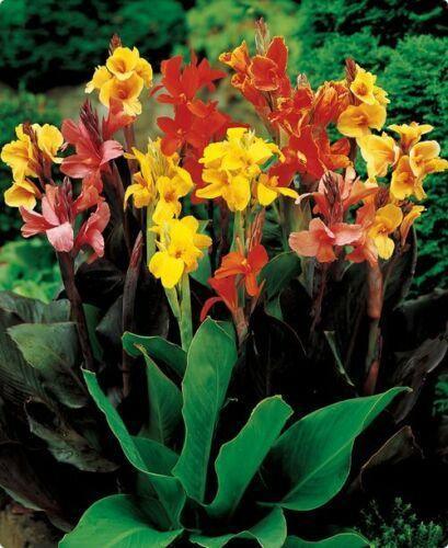 5 Mixed Canna Lily Seeds - Seed World
