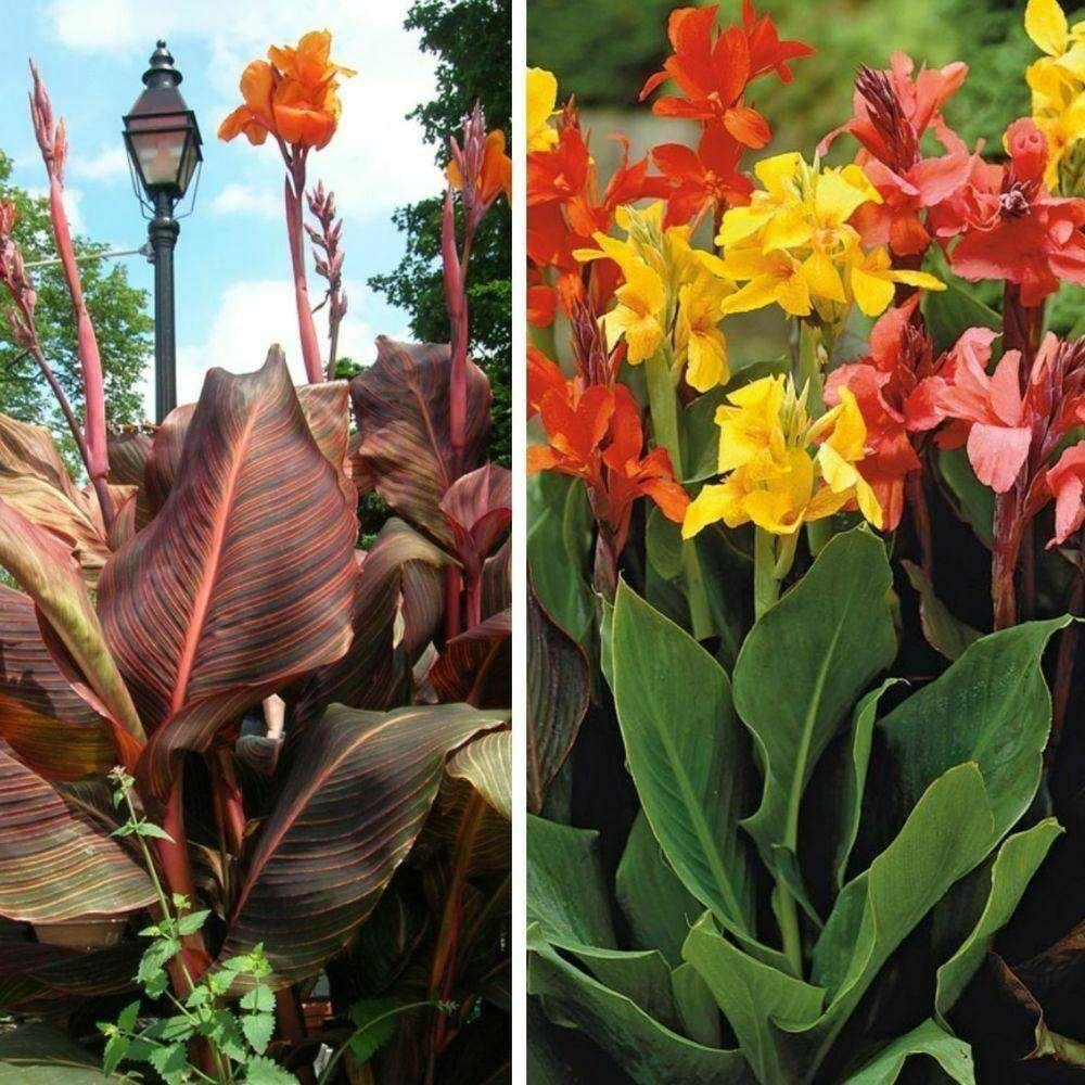 5 Mixed Canna Lily Seeds - Seed World