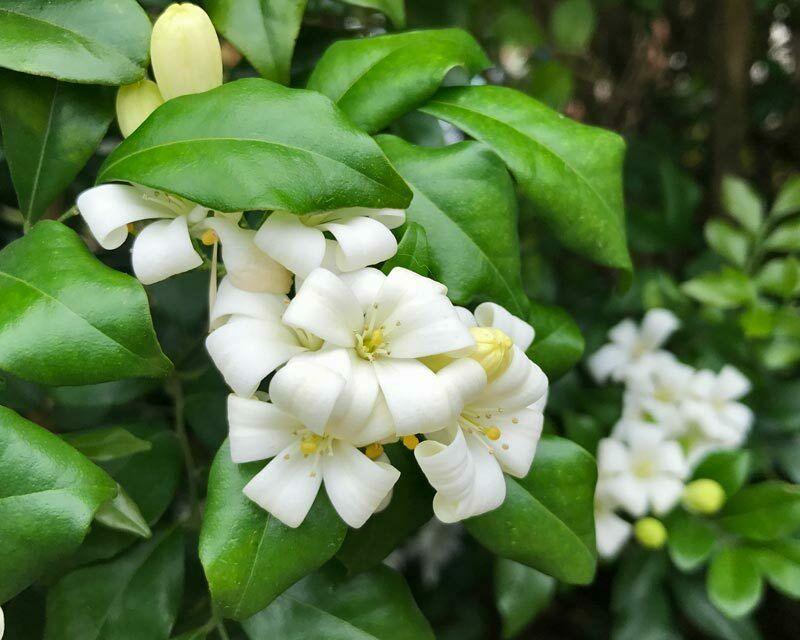 5 Murraya Paniculata | Orange Jasmine Seeds - Seed World