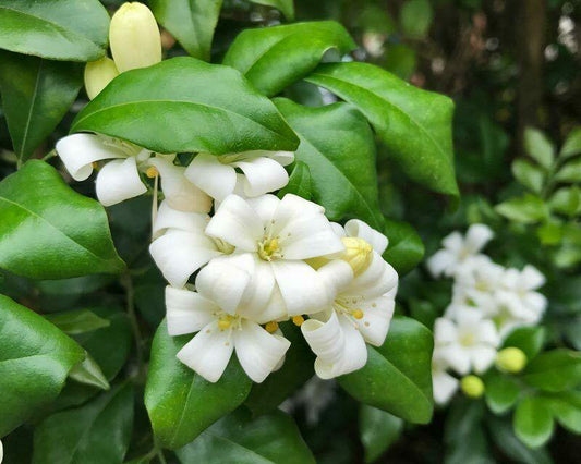 5 Murraya Paniculata | Orange Jasmine Seeds - Seed World