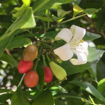 5 Murraya Paniculata | Orange Jasmine Seeds - Seed World