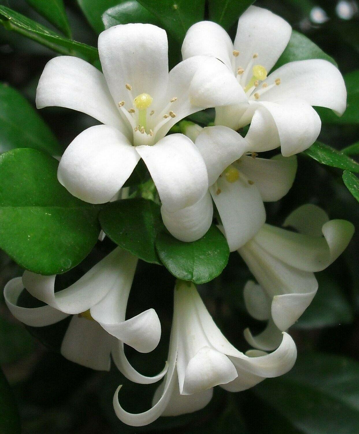 5 Murraya Paniculata | Orange Jasmine Seeds - Seed World