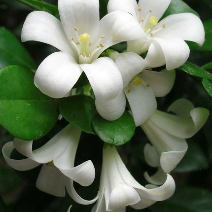 5 Murraya Paniculata | Orange Jasmine Seeds - Seed World