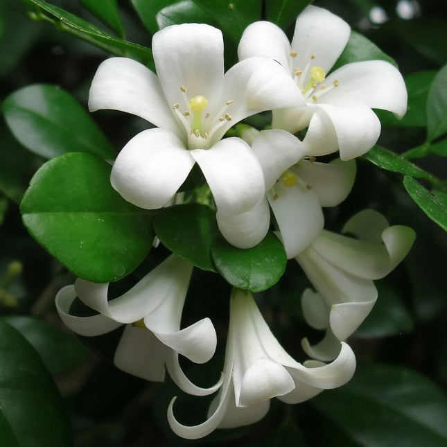 5 Murraya Paniculata | Orange Jasmine Seeds - Seed World