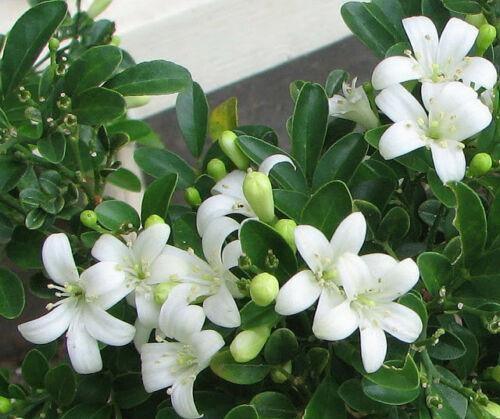 5 Murraya Paniculata | Orange Jasmine Seeds - Seed World