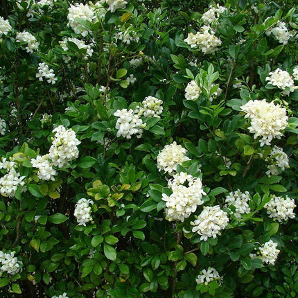 5 Murraya Paniculata | Orange Jasmine Seeds - Seed World