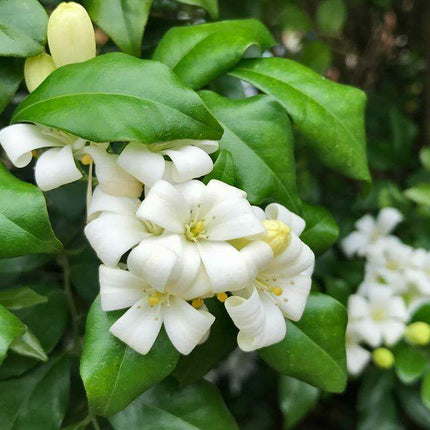 5 Murraya Paniculata | Orange Jasmine Seeds - Seed World