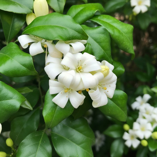 Orange Jasmine (Murraya paniculata) with fragrant white blooms, perfect for hedges, containers, and tropical gardens - Seed World
