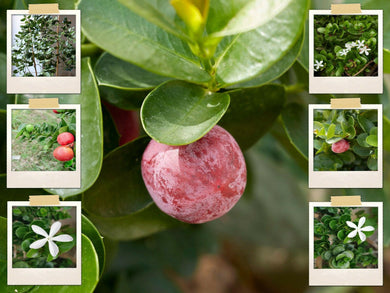 5 Natal Plum (Carissa Grandiflora) Seeds - Seed World