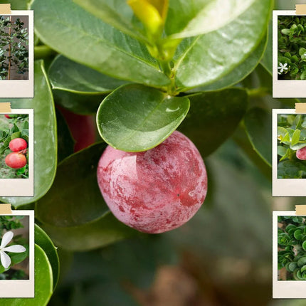 5 Natal Plum (Carissa Grandiflora) Seeds - Seed World