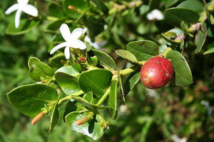 5 Natal Plum (Carissa Grandiflora) Seeds - Seed World