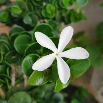 5 Natal Plum (Carissa Grandiflora) Seeds - Seed World