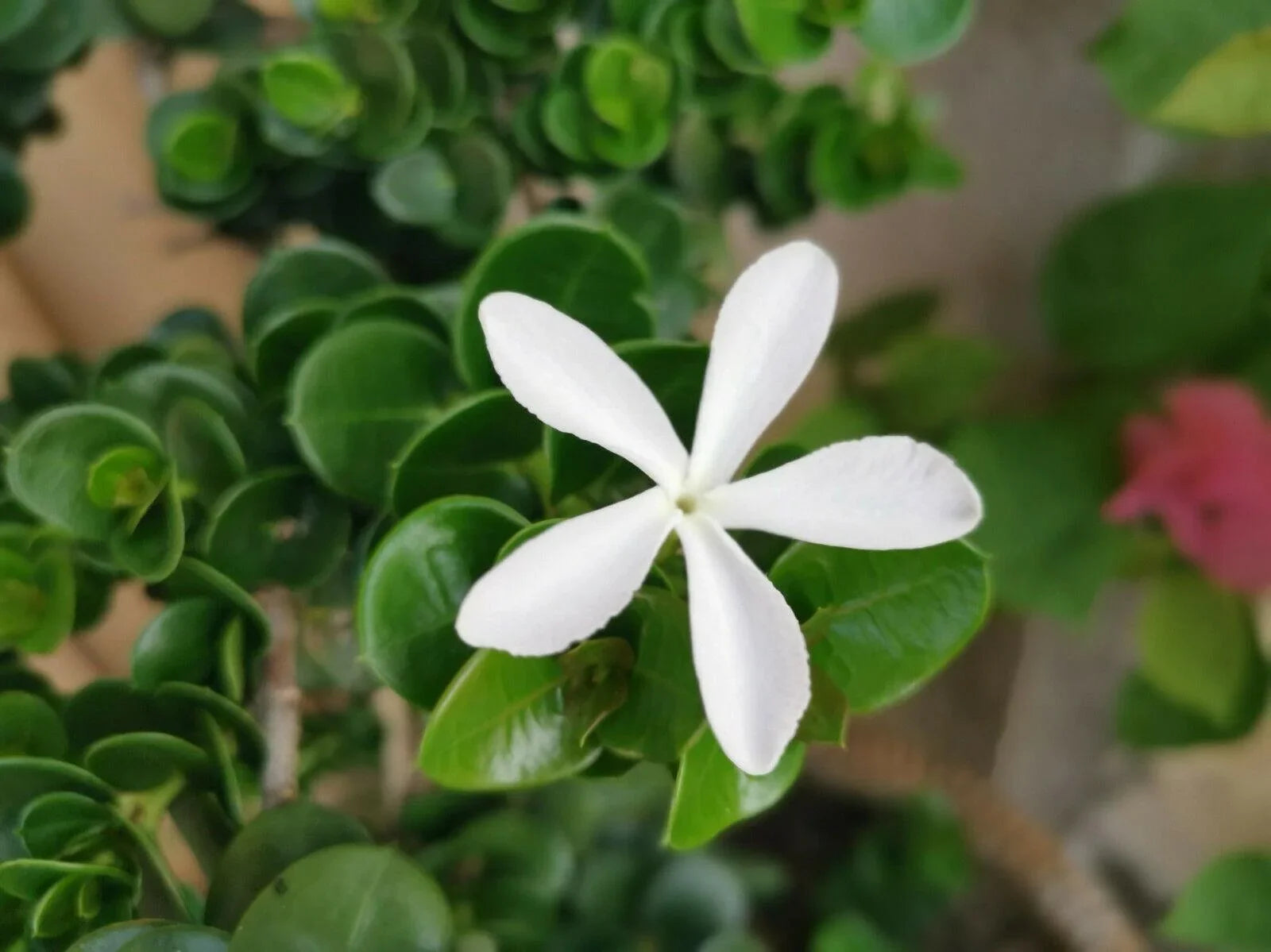 5 Natal Plum (Carissa Grandiflora) Seeds - Seed World