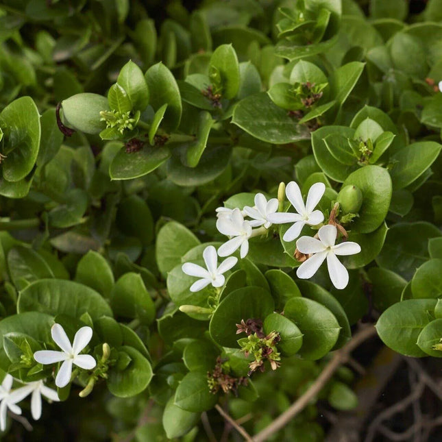 White flowers with green leaves on a blurred natural background