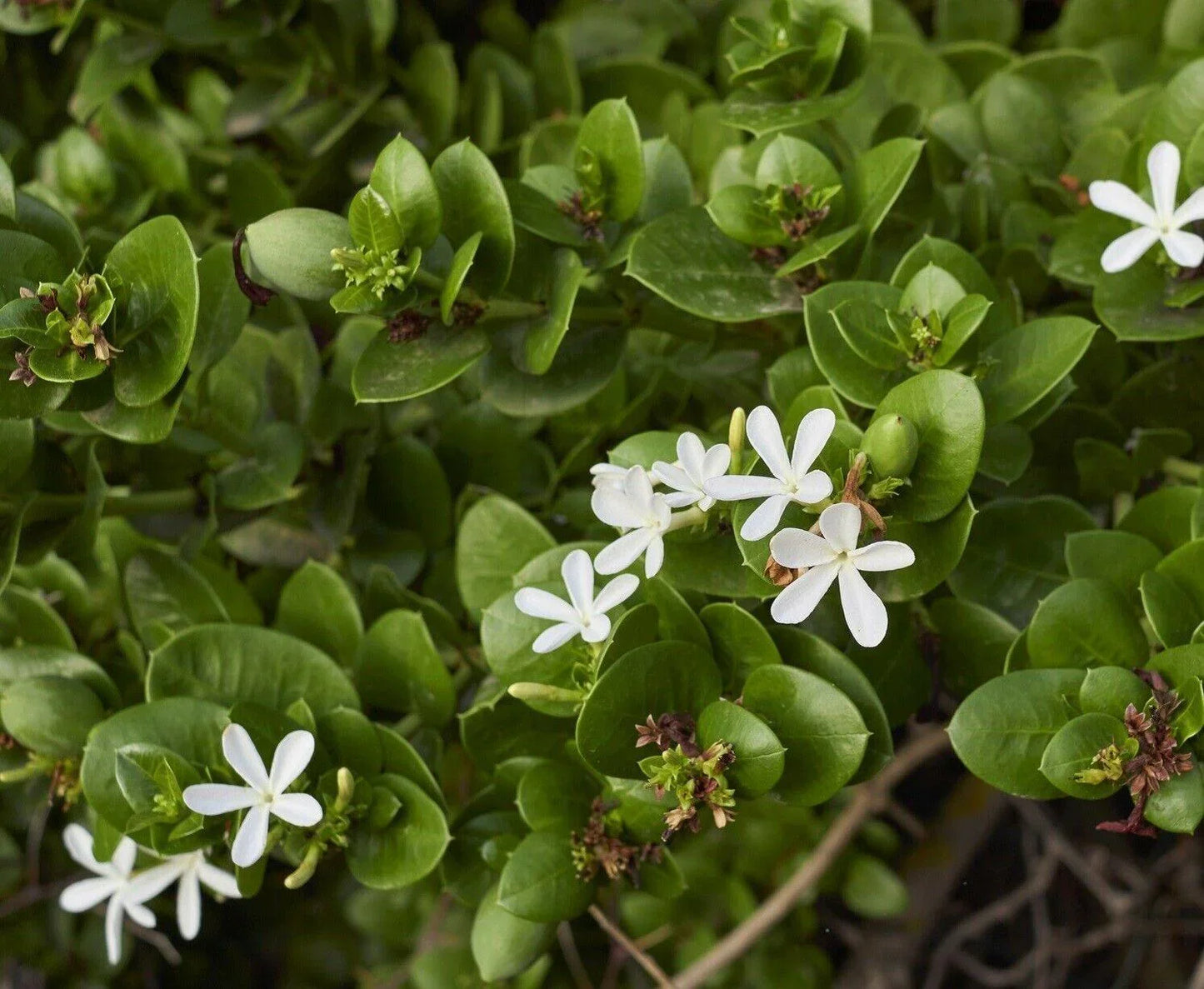 White flowers with green leaves on a blurred natural background