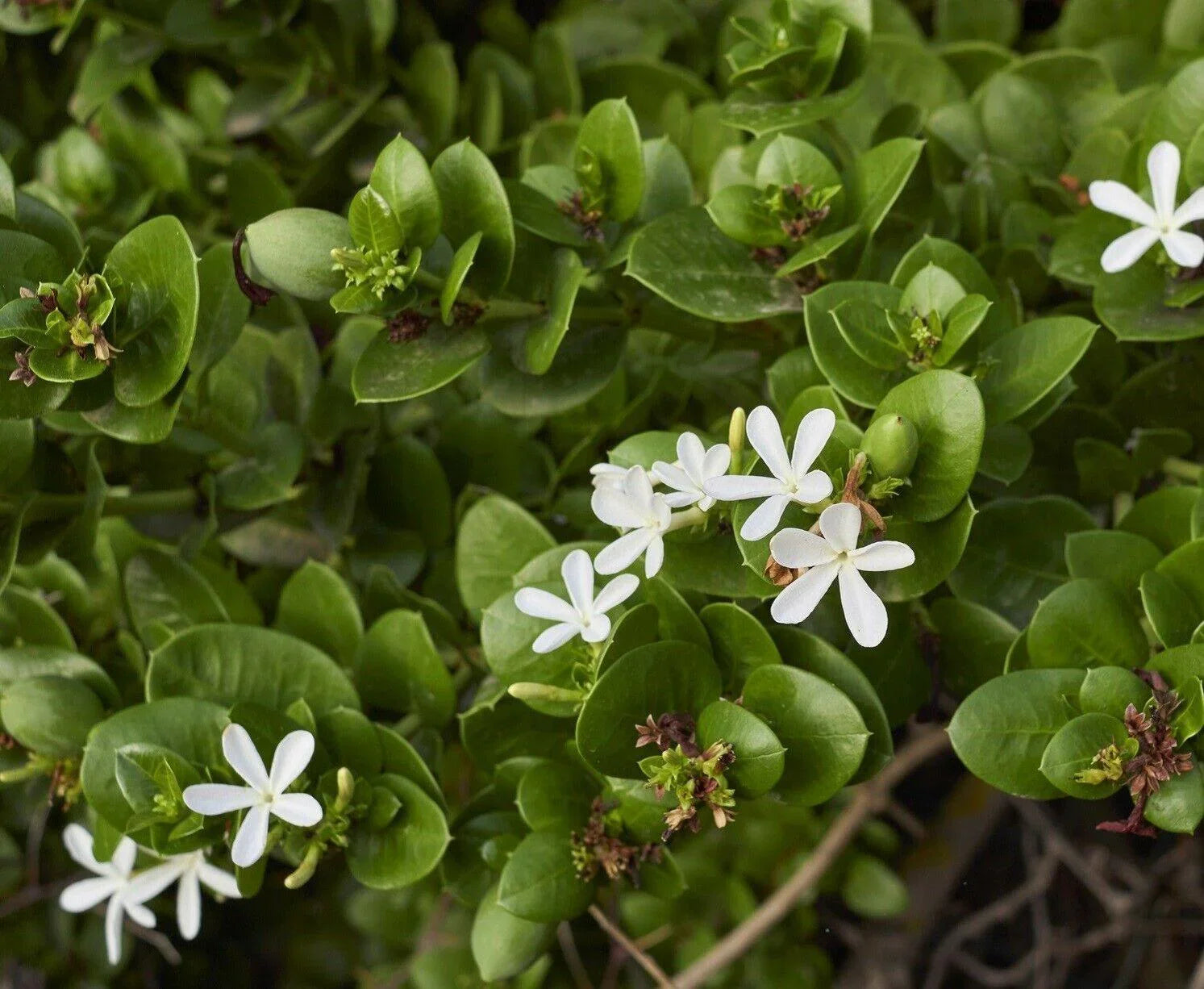 White flowers with green leaves on a blurred natural background