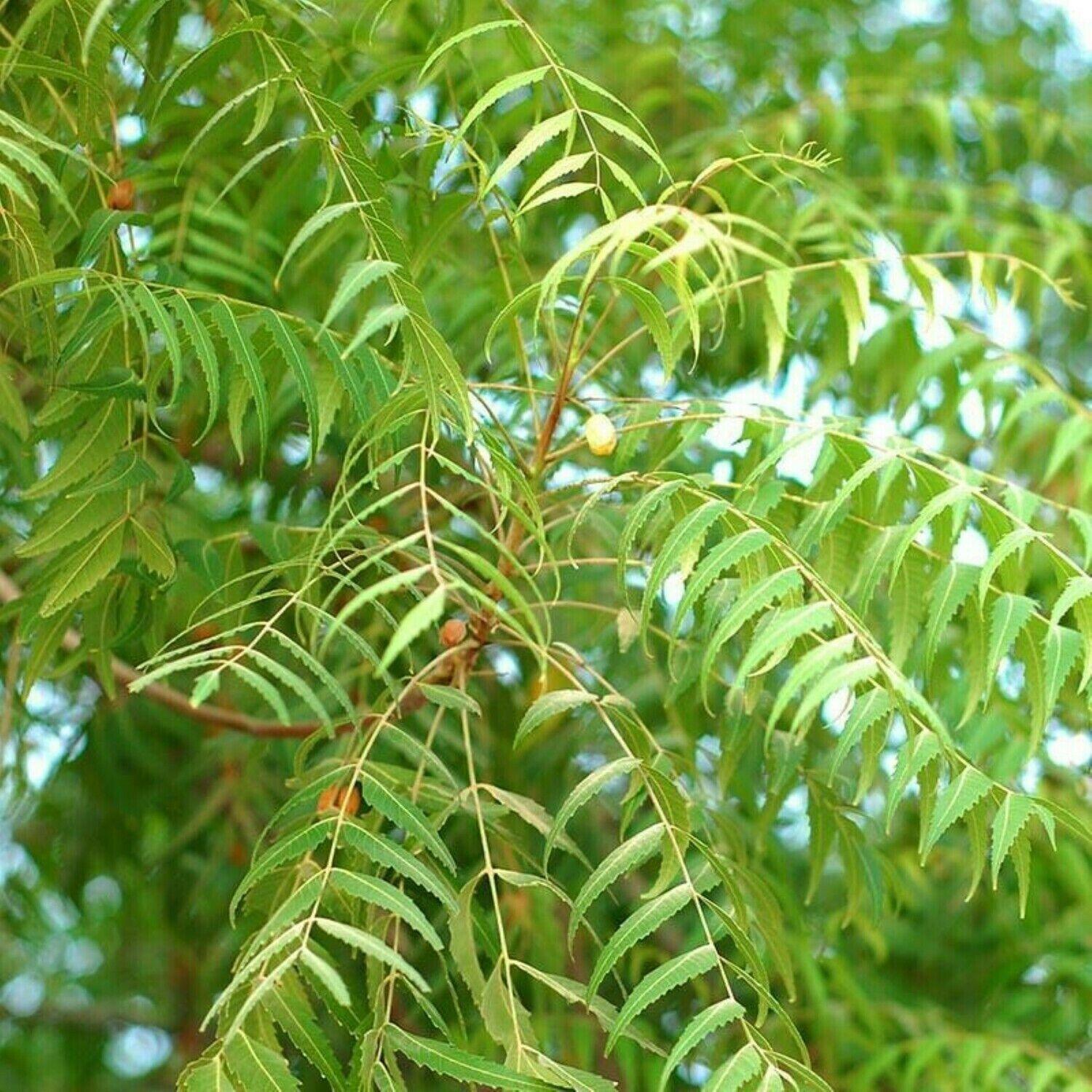 5 Neem (Azadirachta Indica) Divine Tree Seeds - Seed World