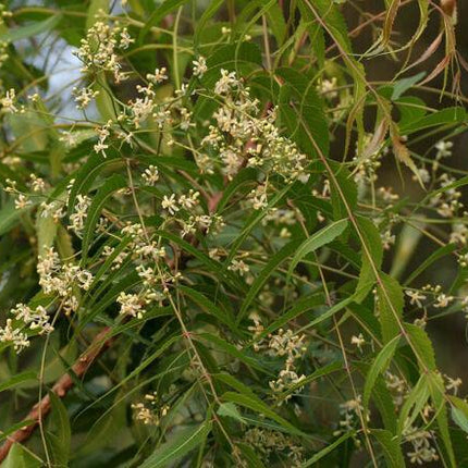 5 Neem (Azadirachta Indica) Divine Tree Seeds - Seed World